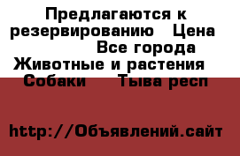 Предлагаются к резервированию › Цена ­ 16 000 - Все города Животные и растения » Собаки   . Тыва респ.